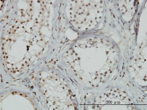 Monoclonal Anti-ZNF85 antibody produced in mouse clone 2G9, purified immunoglobulin, buffered aqueous solution