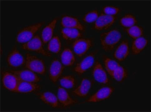 Anti-NMD3 antibody produced in rabbit ~1.0&#160;mg/mL, affinity isolated antibody