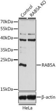 Anti-RAB5A antibody produced in rabbit