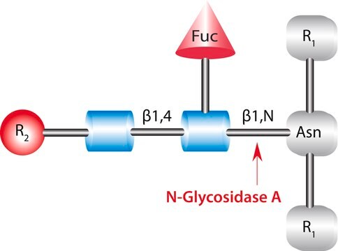 Glycopeptidase A from almonds buffered aqueous glycerol solution, &#8805;0.05&#160;unit/mL