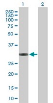 Anti-BRMS1 antibody produced in rabbit purified immunoglobulin, buffered aqueous solution