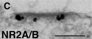 Anti-NMDAR2A&amp;B Antibody, pan Chemicon&#174;, from rabbit