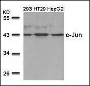 Anti-JUN (Ab-239) antibody produced in rabbit affinity isolated antibody