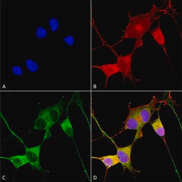 Monoclonal Anti-Mitofusin - Atto 488 antibody produced in mouse clone S153-5, purified immunoglobulin