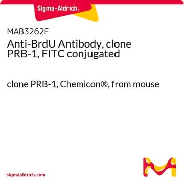 Anti-BrdU Antibody, clone PRB-1, FITC conjugated clone PRB-1, Chemicon&#174;, from mouse