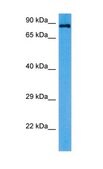 Anti-PDE4B antibody produced in rabbit affinity isolated antibody