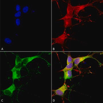 Monoclonal Anti-Ankyrin G antibody produced in mouse clone S106-20, purified immunoglobulin