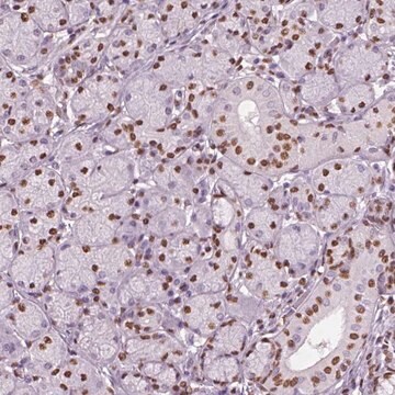 Anti-DDX3X antibody produced in rabbit Prestige Antibodies&#174; Powered by Atlas Antibodies, affinity isolated antibody