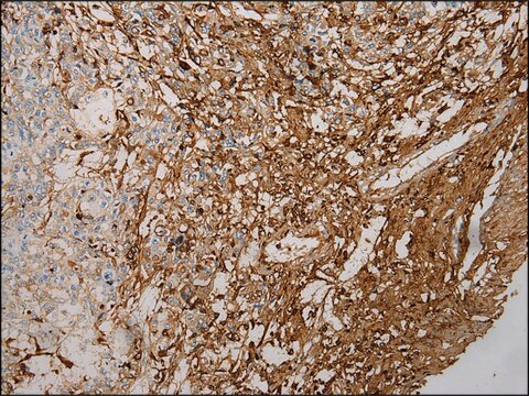 Anti-STX18 affinity isolated antibody