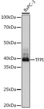 Anti-TFPI Antibody, clone 5J8X8, Rabbit Monoclonal