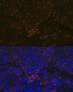 Anti-CXCR3 antibody produced in rabbit