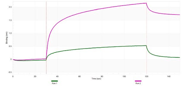 Anti-SREBF2 Antibody, clone 2K8 ZooMAb&#174; Rabbit Monoclonal recombinant, expressed in HEK 293 cells