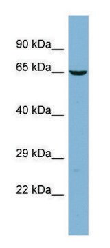 Anti-TMCC2 antibody produced in rabbit affinity isolated antibody