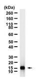 Anti-Interleukin-4 Antibody, clone 2C14 ZooMAb&#174; Rabbit Monoclonal recombinant, expressed in HEK 293 cells