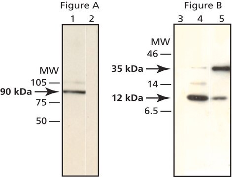 Anti-SUMO-1 (C-terminal) antibody produced in rabbit affinity isolated antibody, buffered aqueous solution