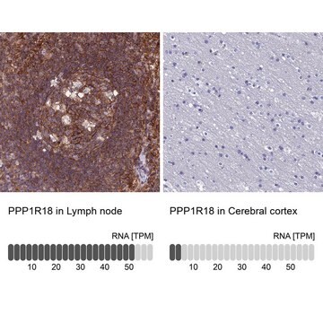 Anti-PPP1R18 antibody produced in rabbit Prestige Antibodies&#174; Powered by Atlas Antibodies, affinity isolated antibody, buffered aqueous glycerol solution