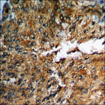 Anti-phospho-AMPK1 (pSer485) antibody produced in rabbit affinity isolated antibody