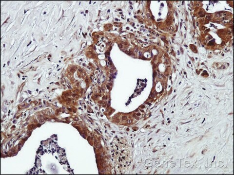 Anti-GPR120 (N-terminal) antibody produced in rabbit affinity isolated antibody, buffered aqueous solution