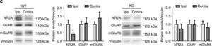 Anti-GluR1-NT (NT) Antibody, clone RH95 clone RH95, from mouse