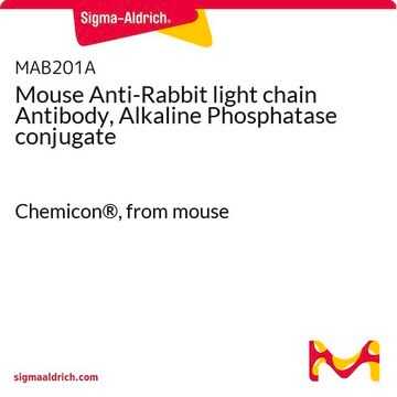Mouse Anti-Rabbit light chain Antibody, Alkaline Phosphatase conjugate Chemicon&#174;, from mouse