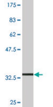 Monoclonal Anti-SLC36A2 antibody produced in mouse clone 2H3, purified immunoglobulin, buffered aqueous solution