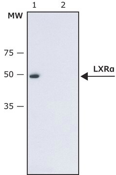 Anti-LXR&#945; (N-terminal) antibody produced in rabbit ~1.5&#160;mg/mL, affinity isolated antibody, buffered aqueous solution