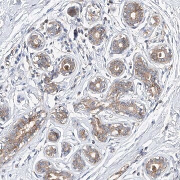Anti-DIRAS3 antibody produced in rabbit Prestige Antibodies&#174; Powered by Atlas Antibodies, affinity isolated antibody, buffered aqueous glycerol solution, ab3