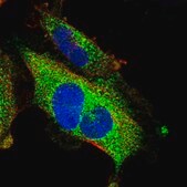 Anti-PID1 antibody produced in rabbit Prestige Antibodies&#174; Powered by Atlas Antibodies, affinity isolated antibody, buffered aqueous glycerol solution