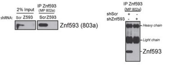 Anti-Zinc finger protein 593 from rabbit, purified by affinity chromatography