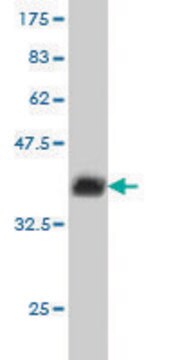 Monoclonal Anti-BANF1 antibody produced in mouse clone M1, purified immunoglobulin, buffered aqueous solution