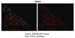 Anti-TRPA1 antibody produced in rabbit affinity isolated antibody