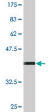 Monoclonal Anti-TNFSF13 antibody produced in mouse clone 4A11, purified immunoglobulin, buffered aqueous solution