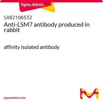 Anti-LSM7 antibody produced in rabbit affinity isolated antibody