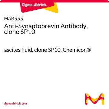 Anti-Synaptobrevin Antibody, clone SP10 ascites fluid, clone SP10, Chemicon&#174;