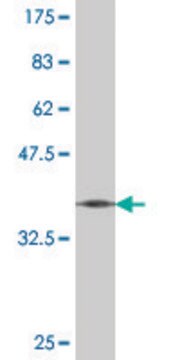 Monoclonal Anti-DCK, (C-terminal) antibody produced in mouse clone 1E6, purified immunoglobulin, buffered aqueous solution