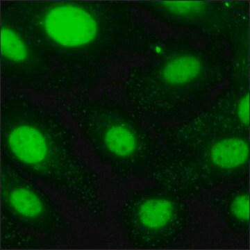 SKOV3 Cells GFP-STAT3