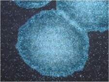 PluriSTEM-XF&#174; Recombinant Vitronectin Human pluripotent stem cell culture.
