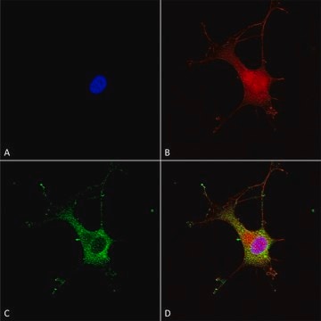 Monoclonal Anti-Versican - Apc antibody produced in mouse clone S351-23, purified immunoglobulin