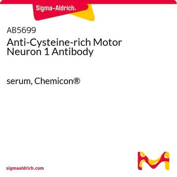 Anti-Cysteine-rich Motor Neuron 1 Antibody serum, Chemicon&#174;