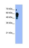 Anti-ESRRG antibody produced in rabbit IgG fraction of antiserum