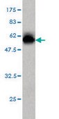 Monoclonal Anti-NFYB antibody produced in mouse clone 6E4, purified immunoglobulin, buffered aqueous solution