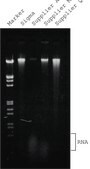 GenElute&#8482; Plant Genomic DNA Miniprep Kit sufficient for 10&#160;purifications