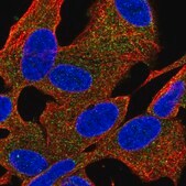 Anti-PDE6B antibody produced in rabbit Prestige Antibodies&#174; Powered by Atlas Antibodies, affinity isolated antibody