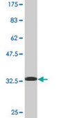 Monoclonal Anti-LMNB1 antibody produced in mouse clone 4B10, purified immunoglobulin, buffered aqueous solution