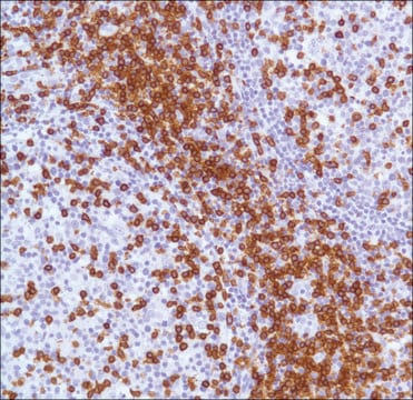 Anti-CD3 antibody, Rabbit monoclonal recombinant, expressed in proprietary host, clone SP7, tissue culture supernatant