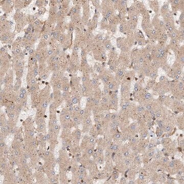 Anti-COLEC11 antibody produced in rabbit Prestige Antibodies&#174; Powered by Atlas Antibodies, affinity isolated antibody, buffered aqueous glycerol solution