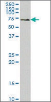 Monoclonal Anti-SYK antibody produced in mouse clone 4A7, ascites fluid