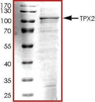 TPX2, His tagged human recombinant, expressed in baculovirus infected Sf9 cells, &#8805;70% (SDS-PAGE), buffered aqueous glycerol solution