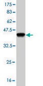 Monoclonal Anti-PLD1 antibody produced in mouse clone 2F3, purified immunoglobulin, buffered aqueous solution