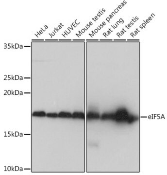 Anti-eIF5A Antibody, clone 3R10I7, Rabbit Monoclonal